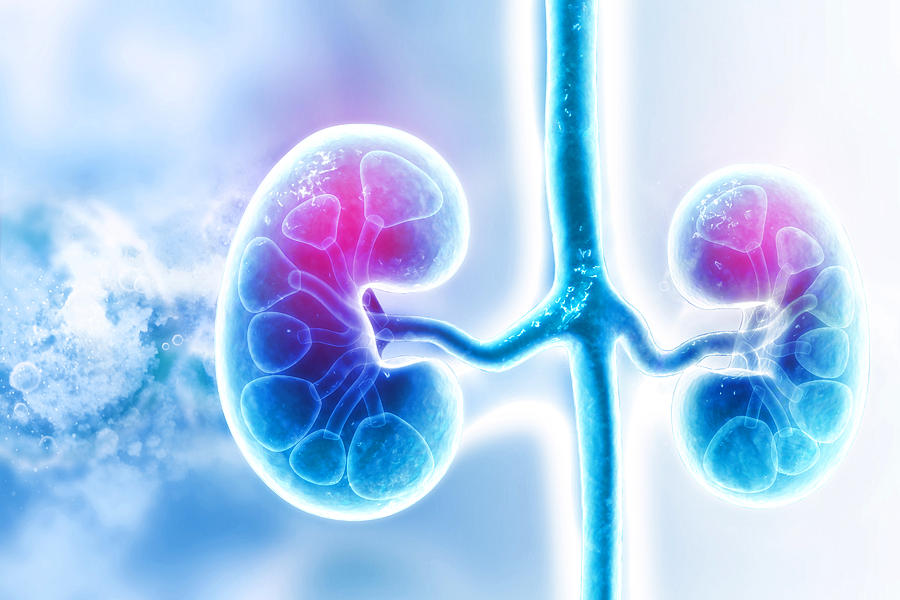 Human kidney on scientific background Photograph by Mohammed Haneefa Nizamudeen