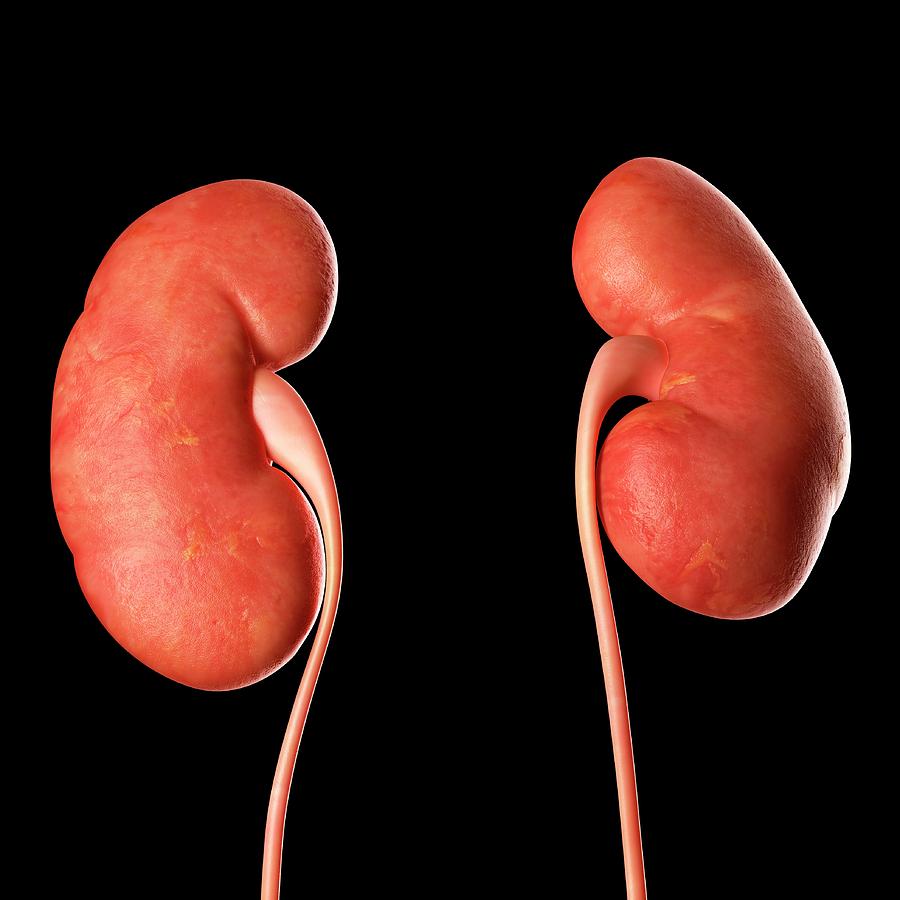 Human Kidneys Photograph by Sciepro | Pixels