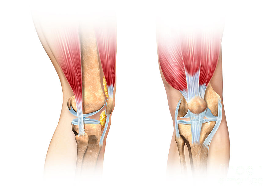 Cartilage Digital Art - Human Knee Cutaway Illustration by Leonello Calvetti