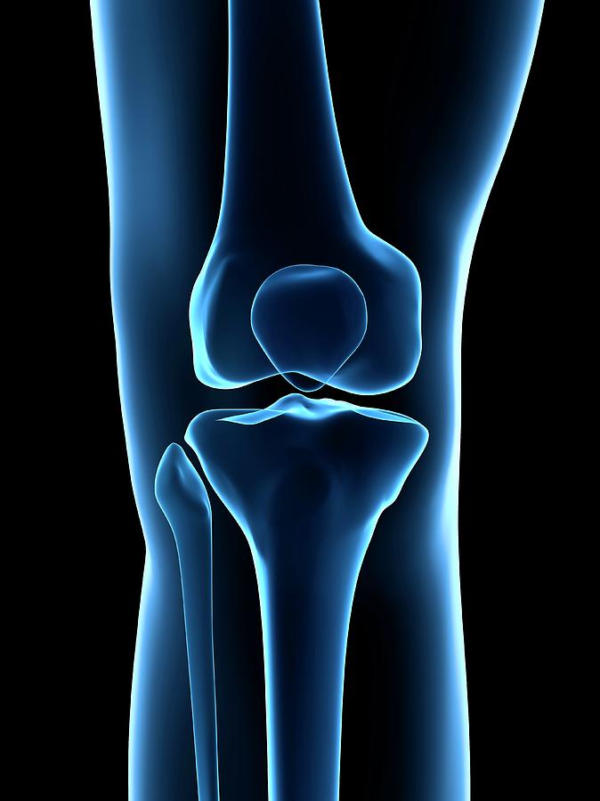 Illustration Photograph - Human Knee Joint by Sebastian Kaulitzki