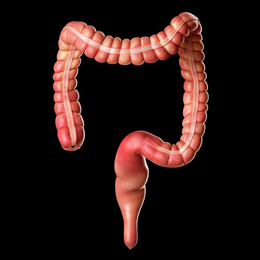 Human Large Intestine Photograph by Sciepro - Pixels