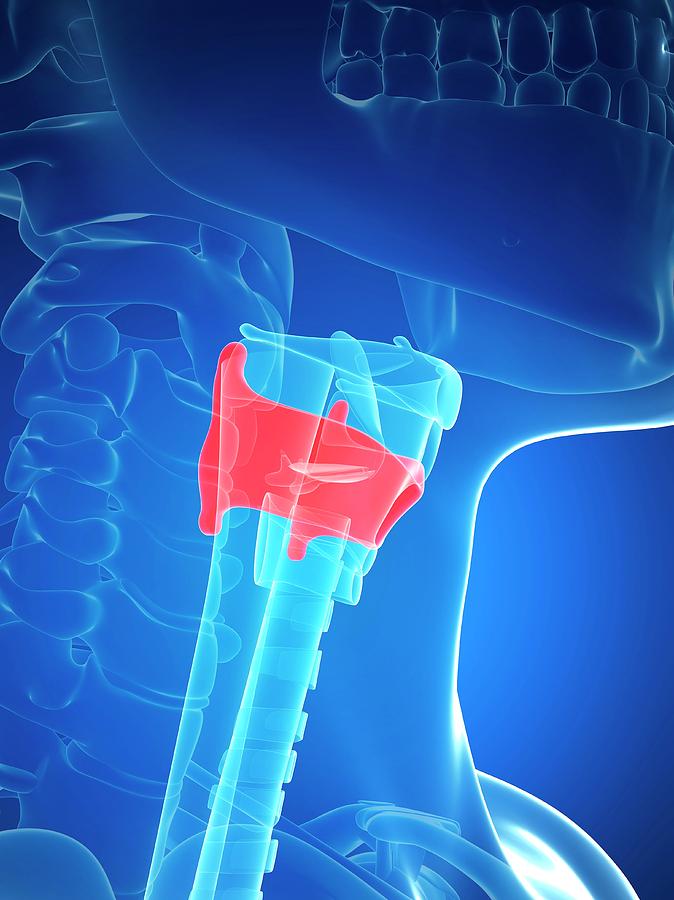 Human Larynx Anatomy Photograph by Sebastian Kaulitzki - Fine Art America