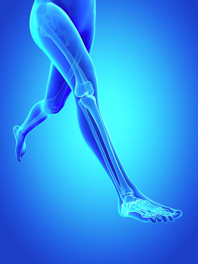 Human Leg Bones Photograph by Sebastian Kaulitzki
