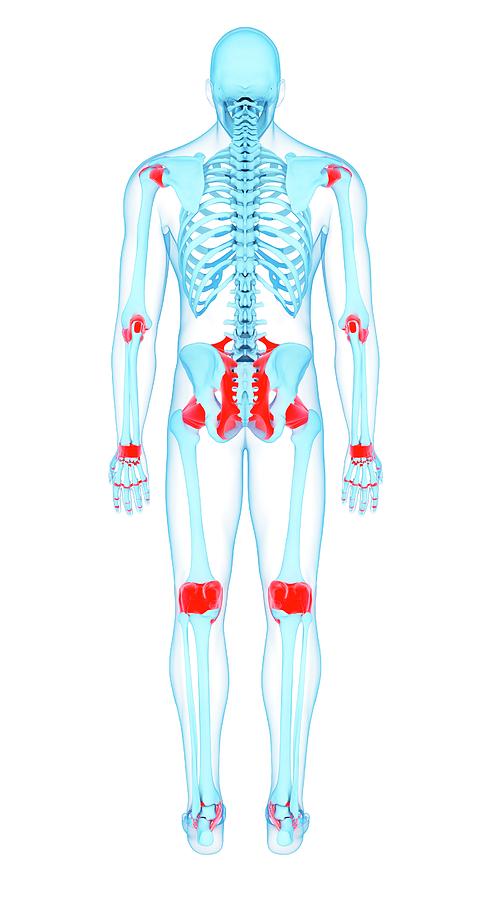 Human Ligaments Photograph by Sebastian Kaulitzki/science Photo Library