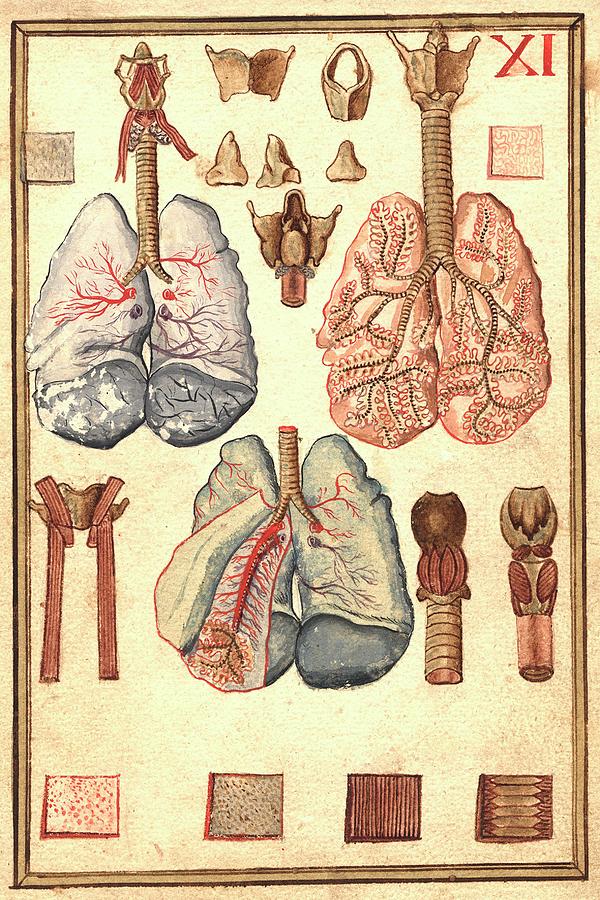Human Lung Anatomy Photograph by National Library Of Medicine