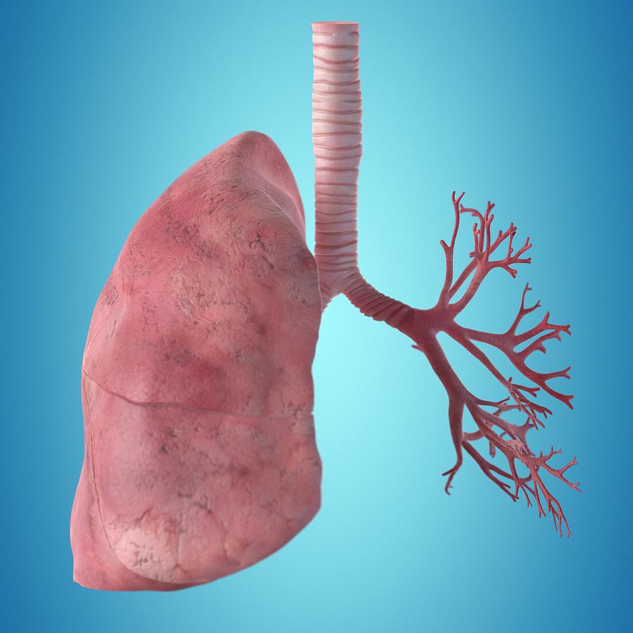 Human Lung Photograph by Sciepro - Pixels