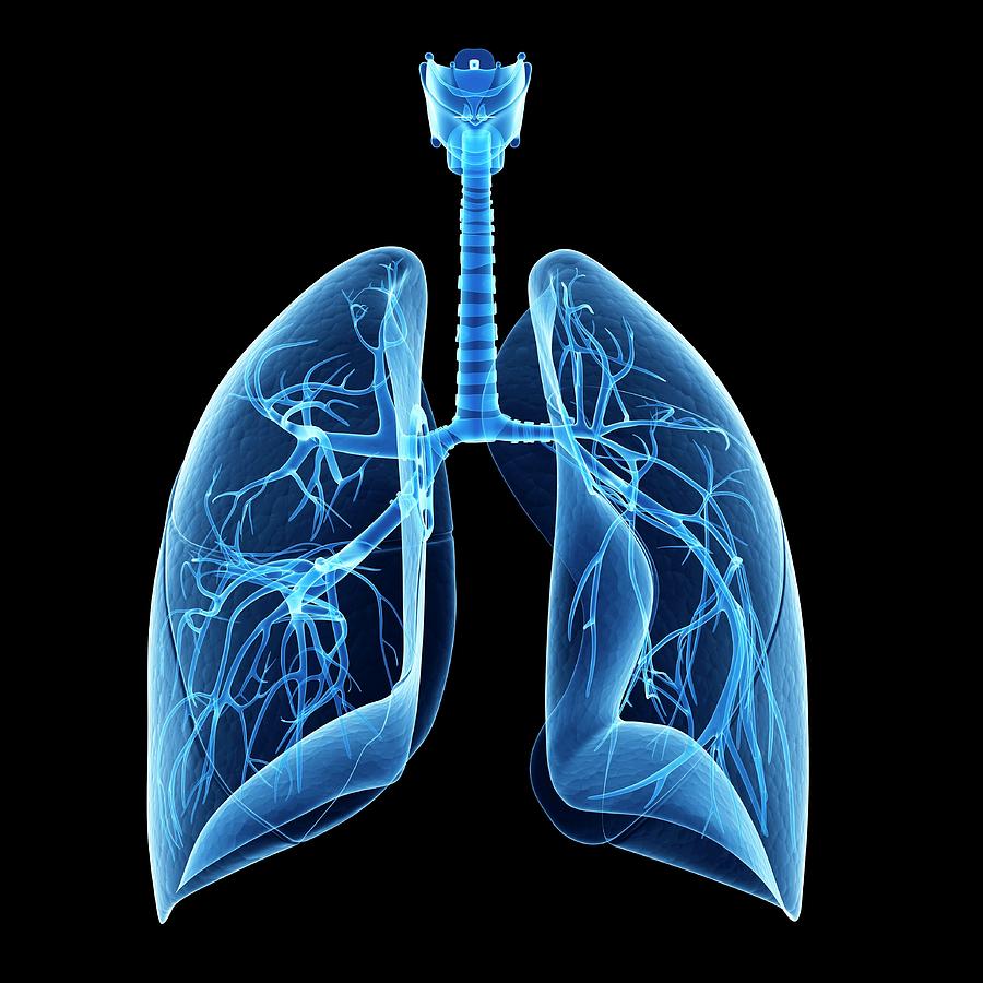 Illustration Photograph - Human Lungs by Sebastian Kaulitzki