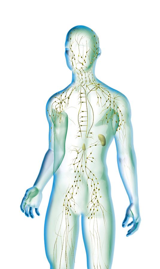 Human lymphatic system, artwork Photograph by Science Photo Library ...