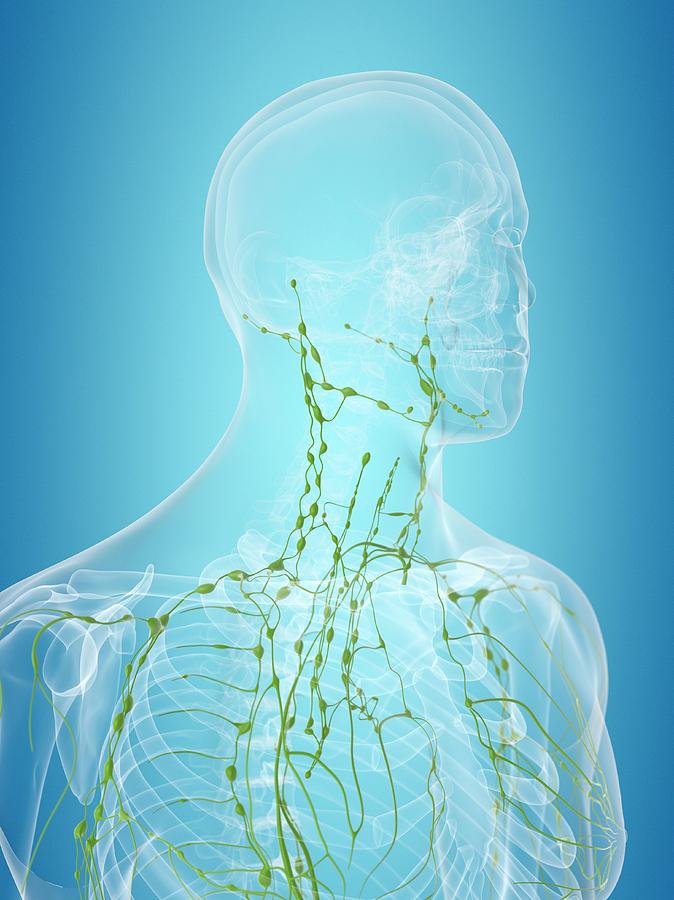 Human Lymphatic System Photograph by Sciepro - Fine Art America