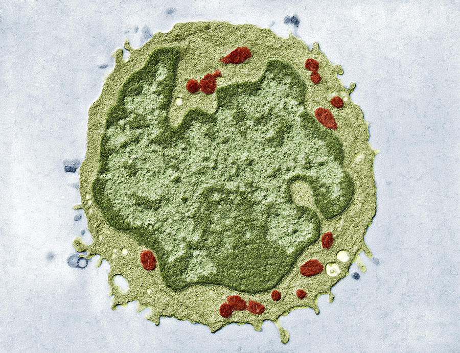 Human Lymphocyte, Tem Photograph by Eye of Science
