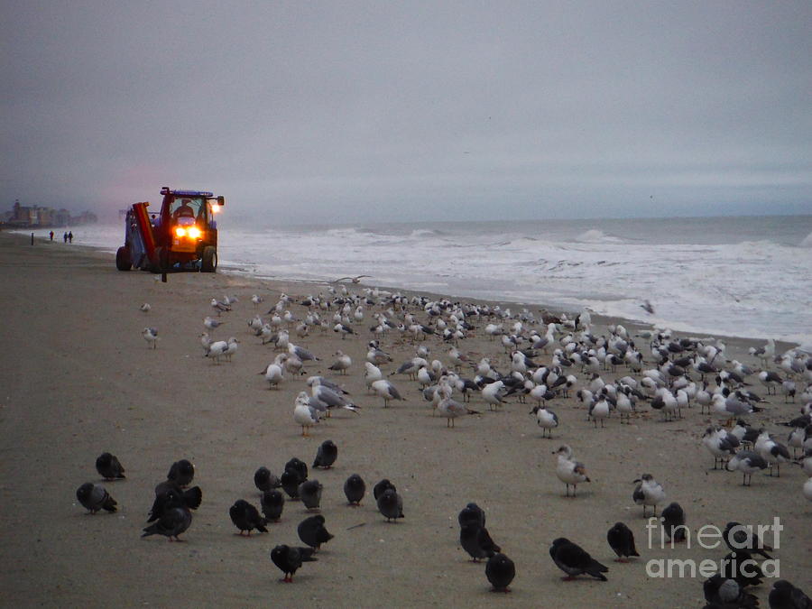 Human Machine Invades Birds Beach Photograph by Paddy Shaffer