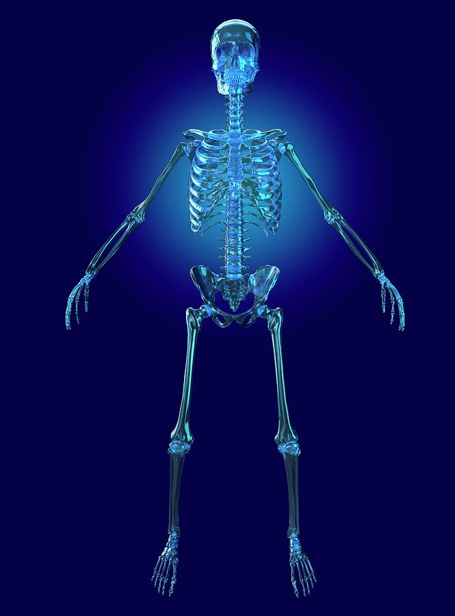 Human Male Skeleton Photograph by Science Photo Library Human Male Skeleton Photograph by Science Photo Library