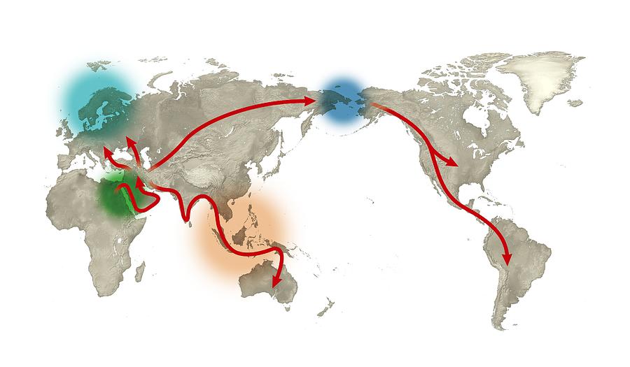 Human migration, artwork Photograph by Science Photo Library - Fine Art ...