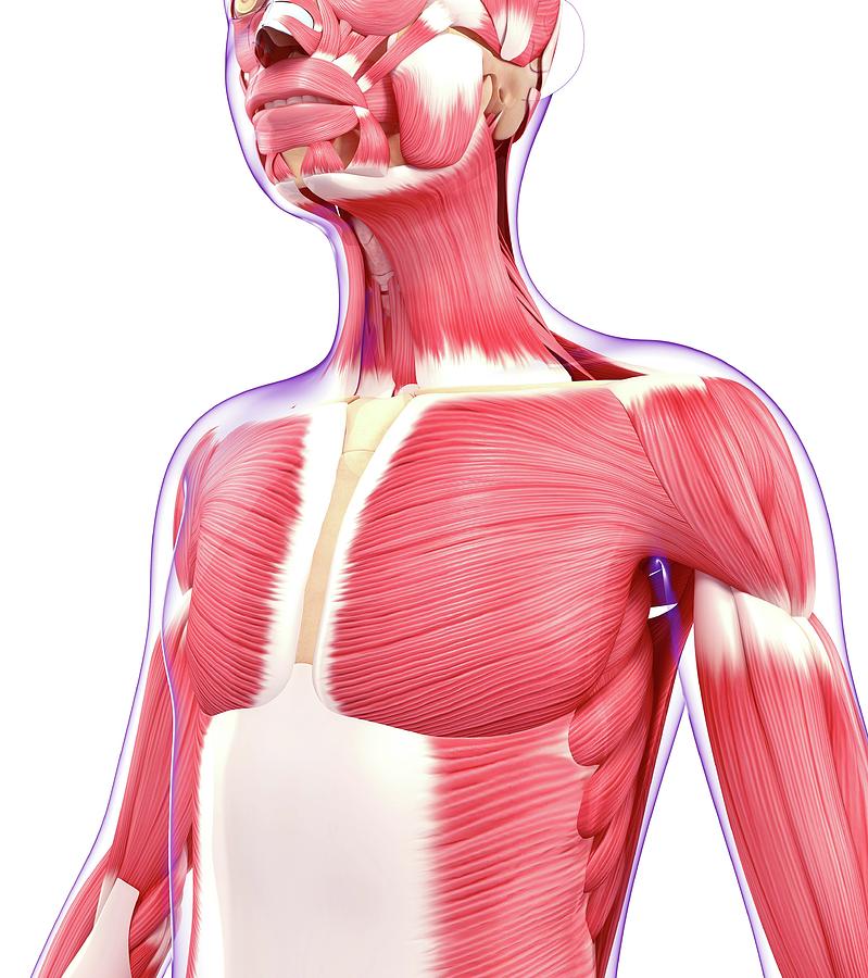 Illustration Photograph - Human Muscular System by Pixologicstudio