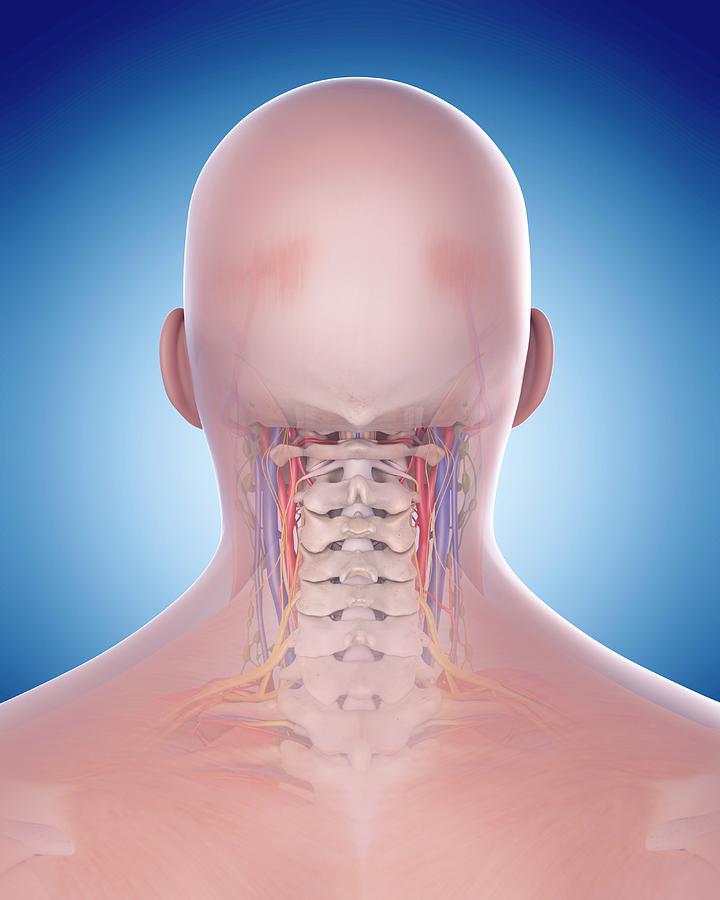 Human Neck Anatomy Photograph By Sebastian Kaulitzki Science Photo