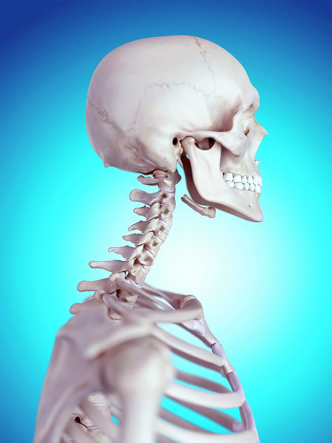 Human Neck Bones Photograph By Sebastian Kaulitzki Science Photo Library