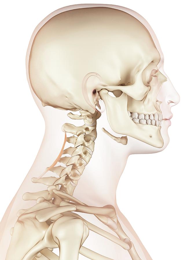 Human Neck Muscles Photograph by Sciepro - Fine Art America