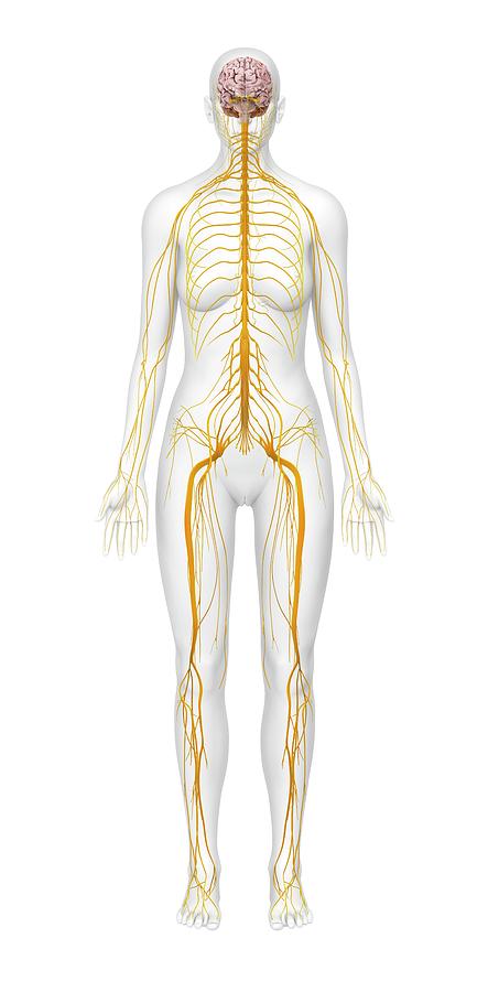 Human Nervous System Photograph by Medi-mation/science Photo Library ...