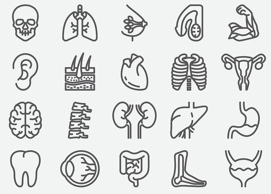 Human Organs Line Icons Drawing by LueratSatichob