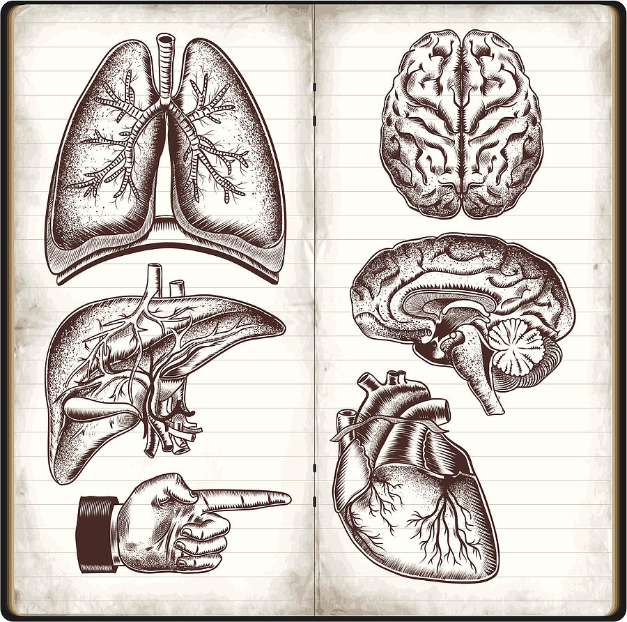Human organs Drawing by Man_Half-tube