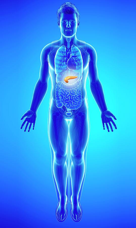 Human Pancreas Photograph by Pixologicstudio/science Photo Library