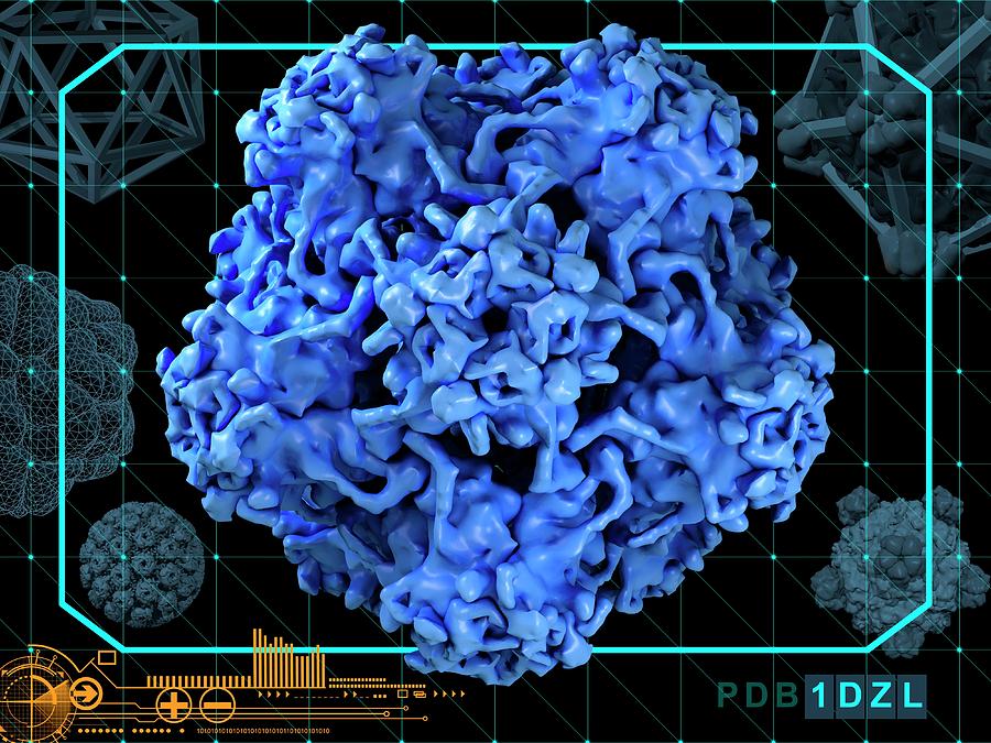 Human Papilloma Virus Surface Protein L1 Photograph By Laguna Design ...