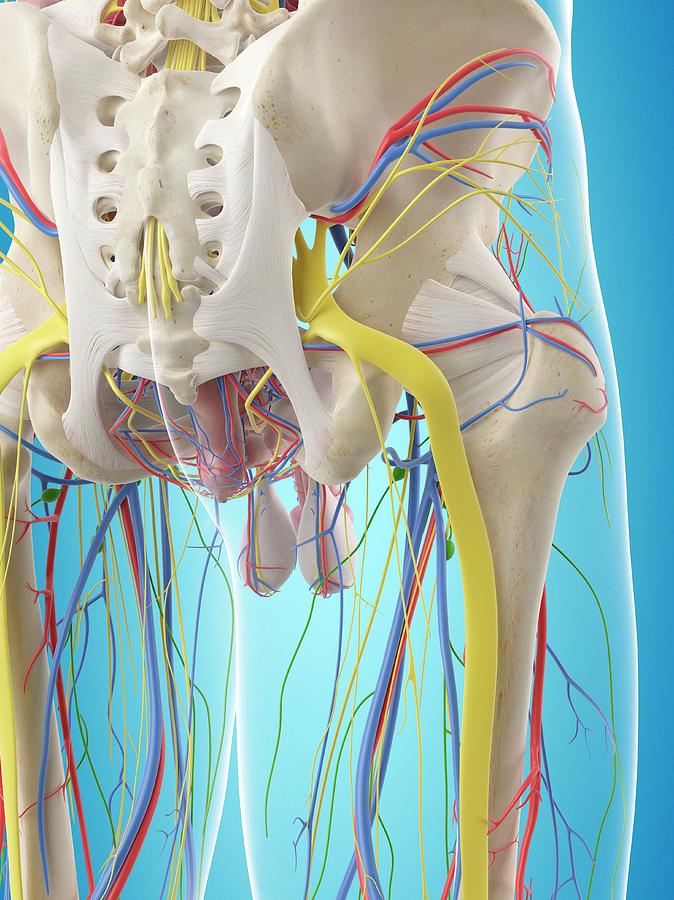 Human Pelvis Anatomy Photograph by Sciepro - Fine Art America