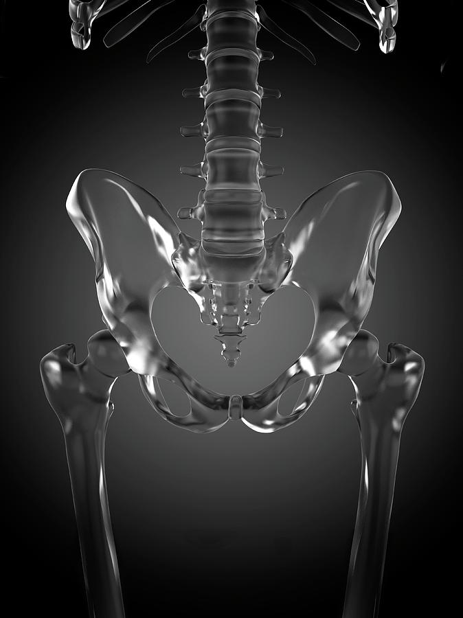 Human Pelvis Rendered In Glass Photograph By Sebastian Kaulitzkiscience Photo Library 4861