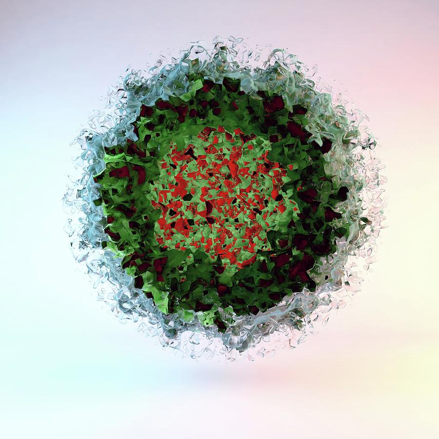 Poliovirus Photograph - Human Poliovirus by Karsten Schneider/science Photo Library