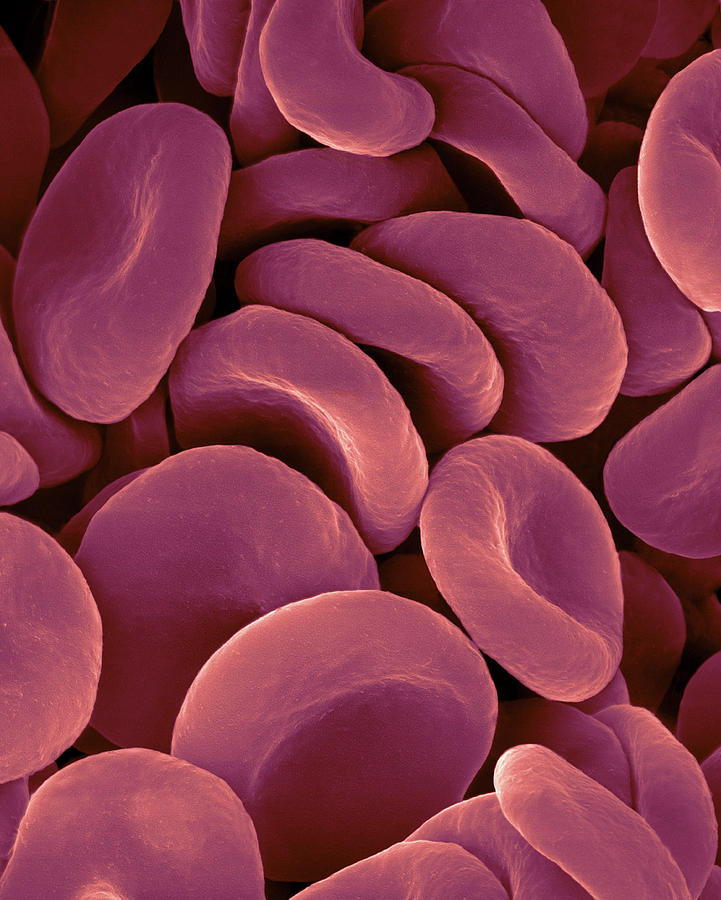 Red Blood Cell Photo