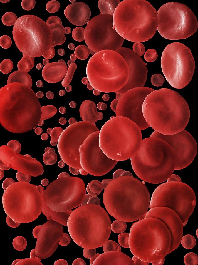 Blood Photograph - Human Red Blood Cells, Sem by Power And Syred