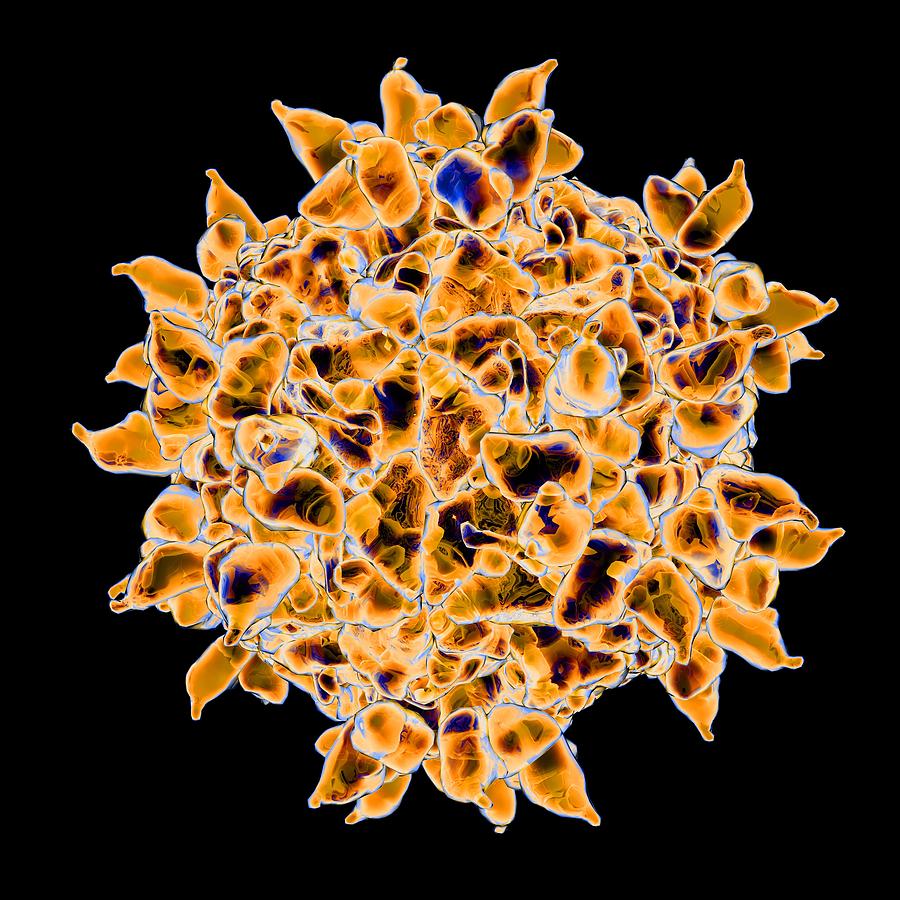 rhinovirus under microscope