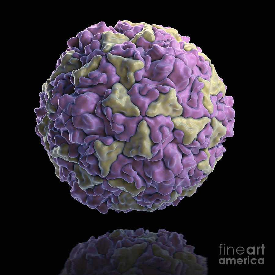 Sick Photograph - Human Rhinovirus by Science Picture Co