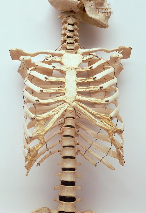 human spine and ribs