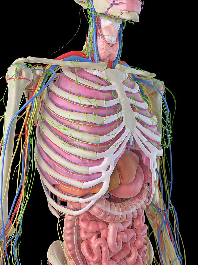 Human Ribcage And Organs Photograph by Sciepro