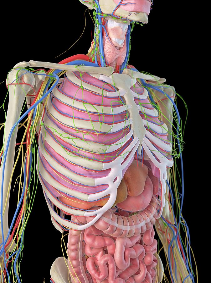 Human Ribcage And Organs Photograph By Sciepro