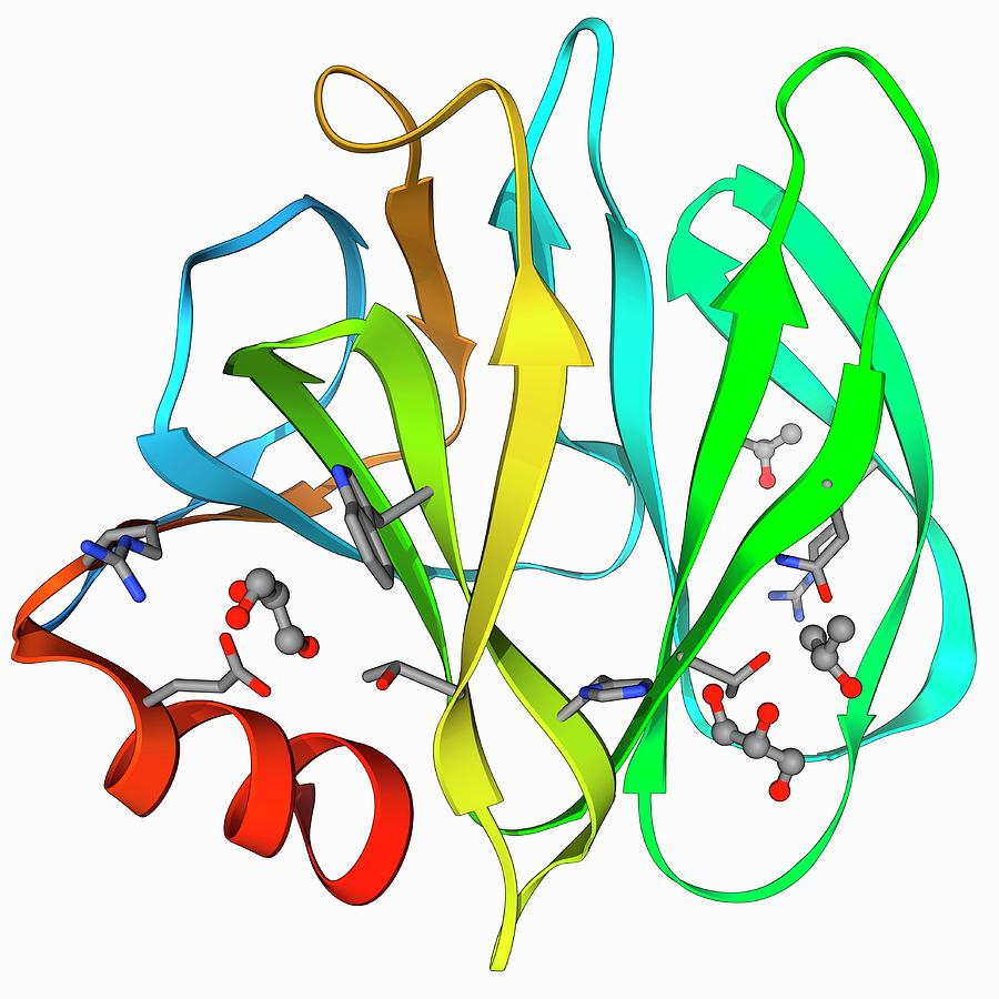 Human Rotavirus Capsid Protein Molecule Photograph by Laguna Design