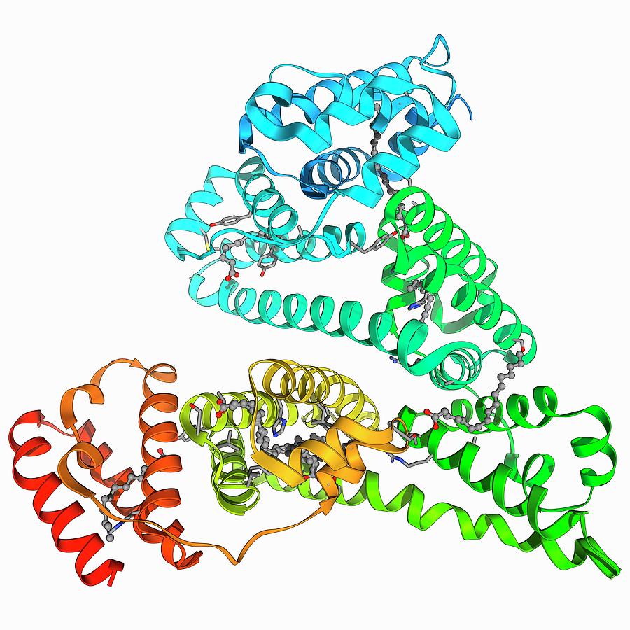 Human Serum Albumin Molecule By Laguna Design Science Photo Library