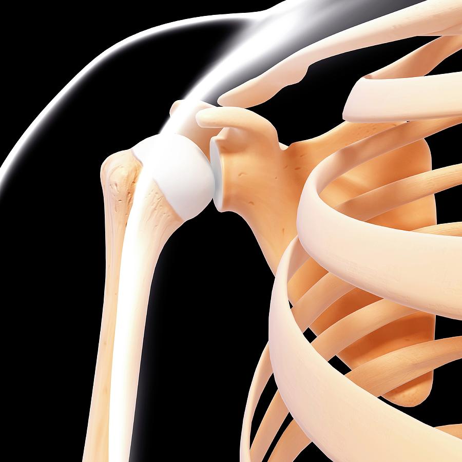 Illustration Photograph - Human Shoulder Bones by Pixologicstudio/science Photo Library