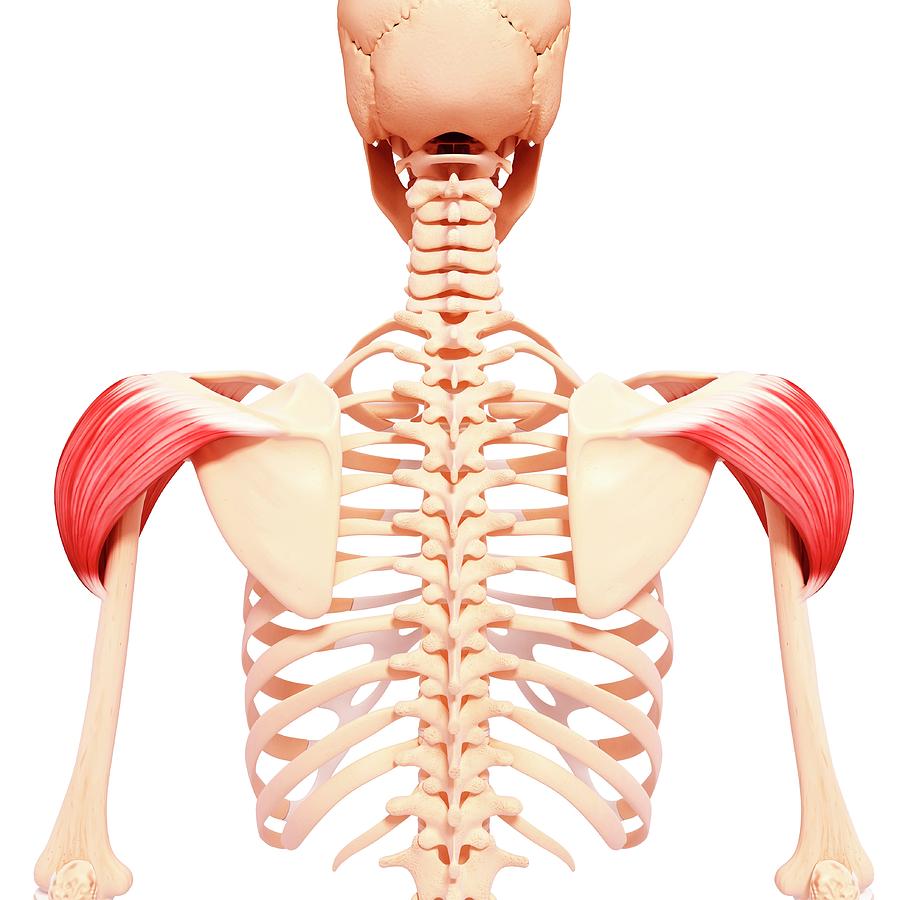 spine of scapula