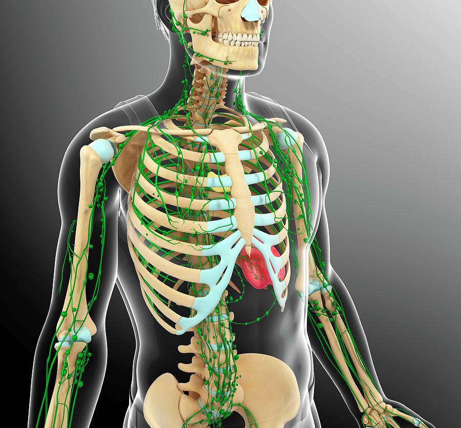 Human Skeletal And Lymphatic Systems Photograph by Pixologicstudio ...