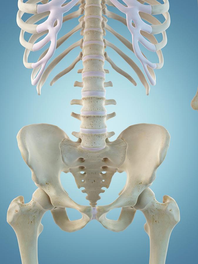 Human Skeletal Structure Photograph by Sciepro Biology Diagrams