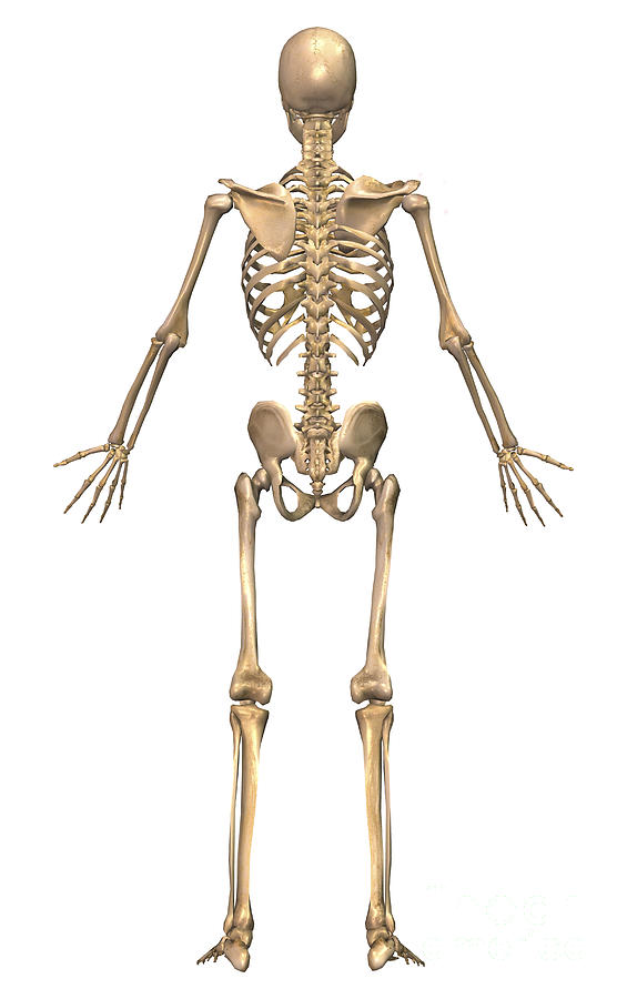 Skeleton Digital Art - Human Skeletal System, Back View by Stocktrek Images