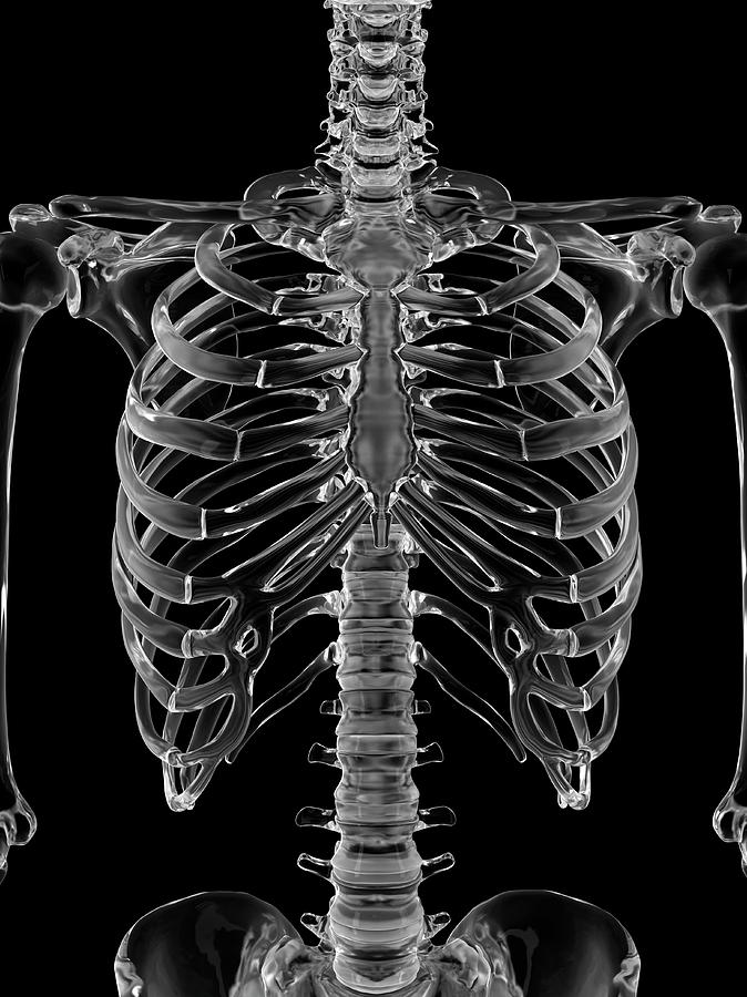 Human Skeletal System Photograph by Sciepro - Fine Art America