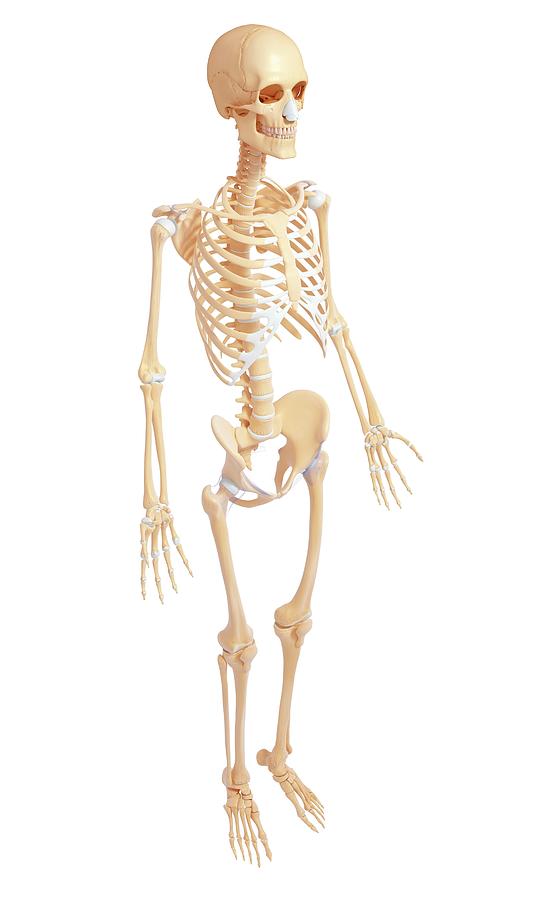 Human Skeleton Anatomy Side Photograph by Pixologicstudio/science Photo ...