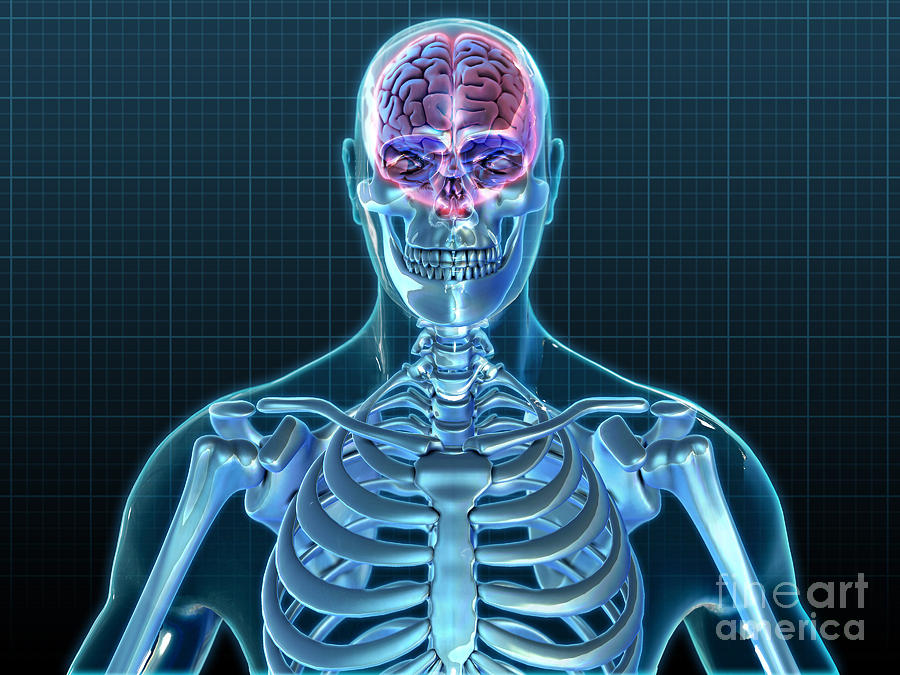 Skeleton Photograph - Human Skeleton And Brain, Artwork by Evan Oto