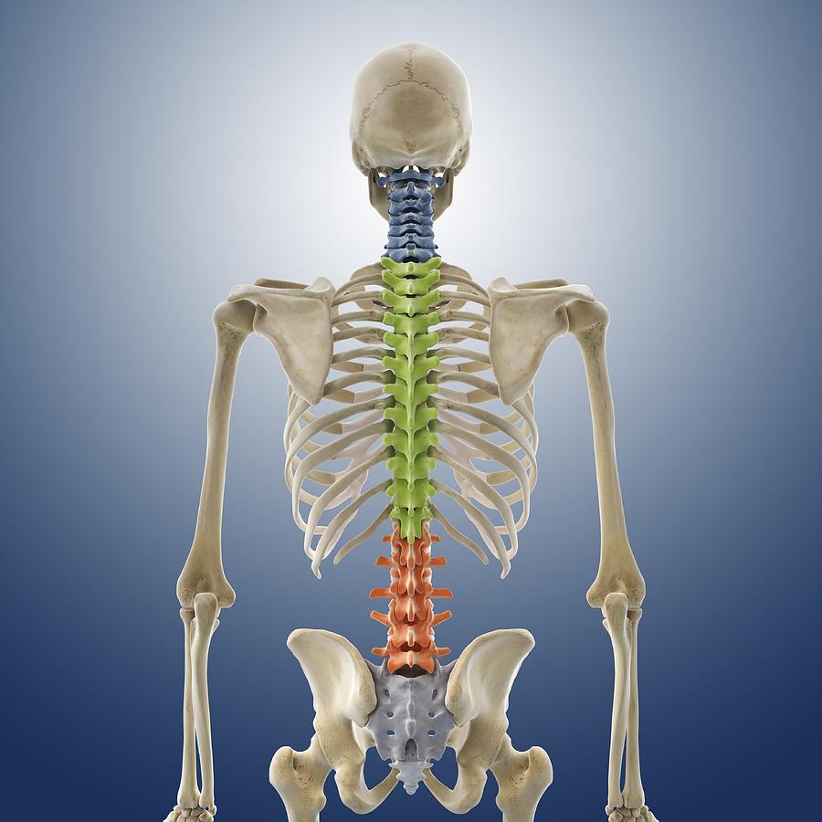 Human skeleton, artwork Photograph by Science Photo Library | Fine Art ...