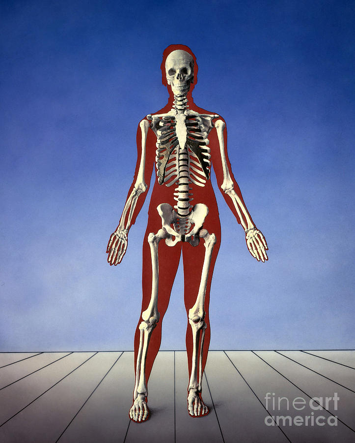 Human Skeleton Photograph by Bill Longcore