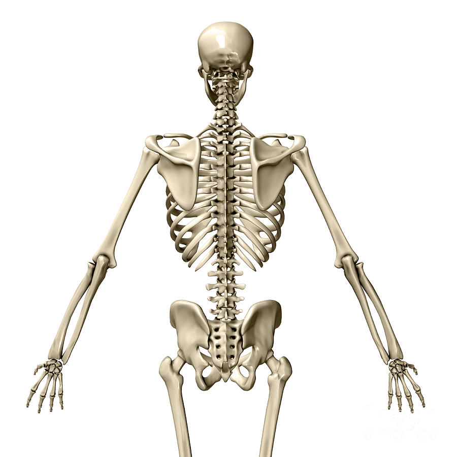 Human Skeleton Posterior View Photograph by Evan Oto