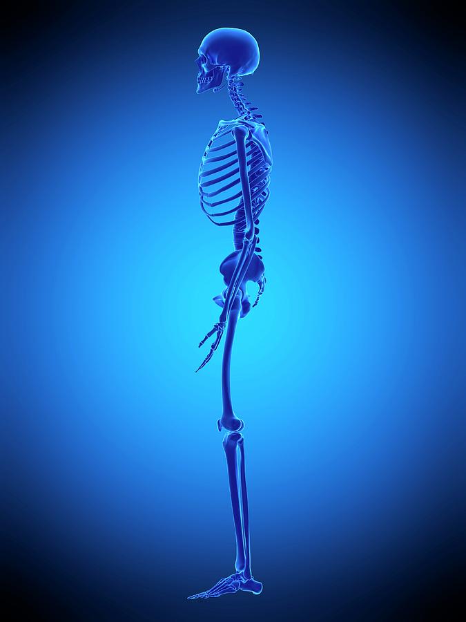Human Skeleton Photograph by Sebastian Kaulitzki/science Photo Library